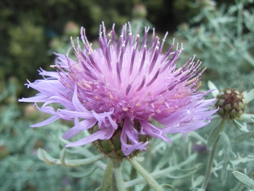 ancora da Capri 2 - Centaurea cineraria